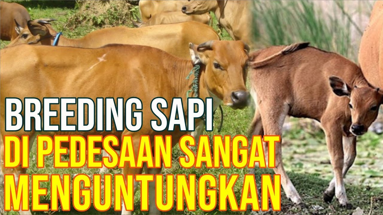 
                                 Breeding-Sapi-Yang-Menguntungkan-Dilakukan-Di-Pedesaan-Indonesia
